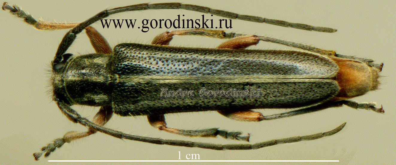 http://www.gorodinski.ru/cerambyx/Phytoecia cinctipennis.jpg